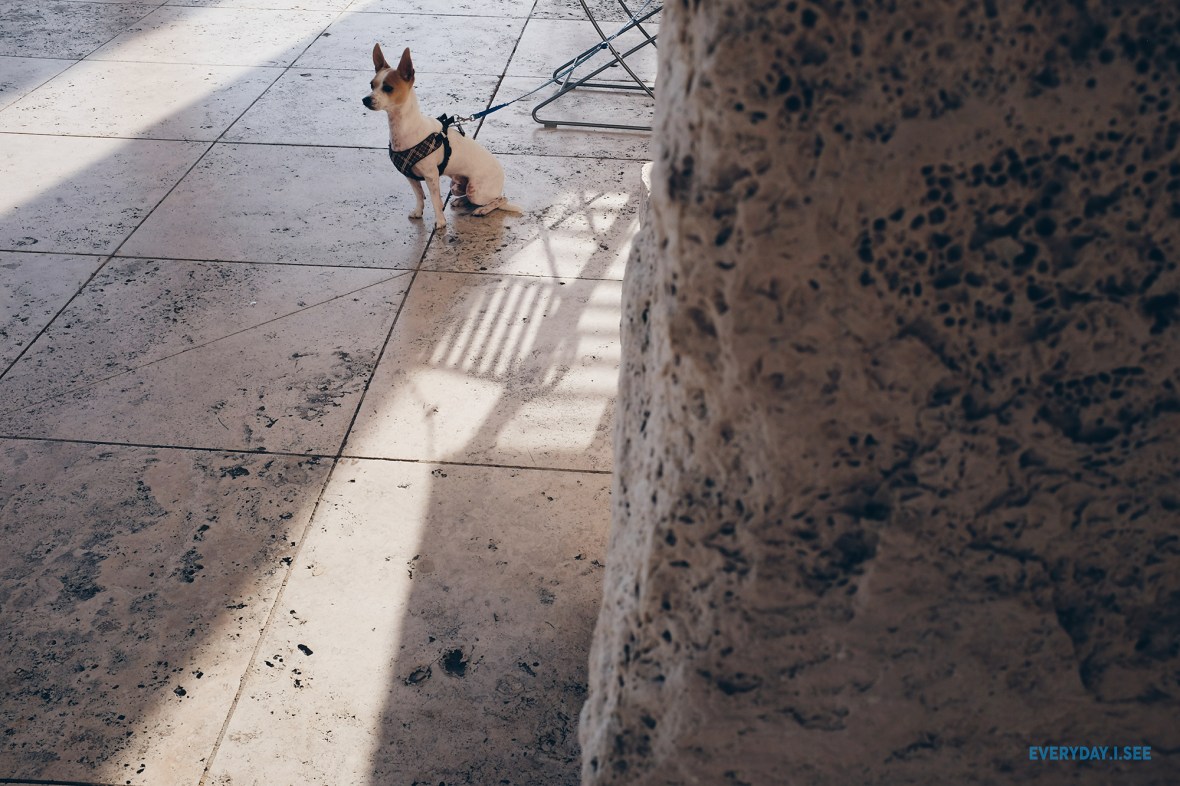 getty-museum-dog-4-11-2015-w